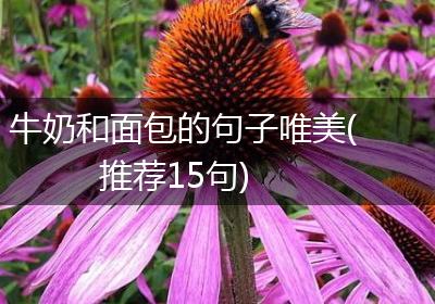 牛奶和面包的句子唯美(推荐15句)