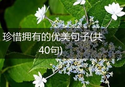 珍惜拥有的优美句子(共40句)