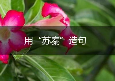 用“苏秦”造句