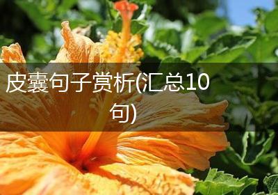 皮囊句子赏析(汇总10句)