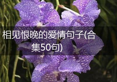 相见恨晚的爱情句子(合集50句)