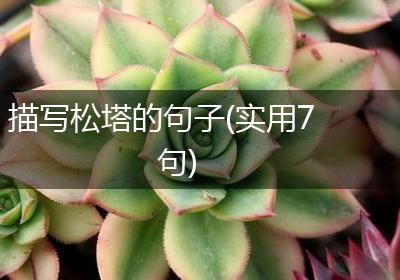 描写松塔的句子(实用7句)