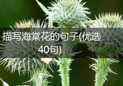 描写海棠花的句子(优选40句)