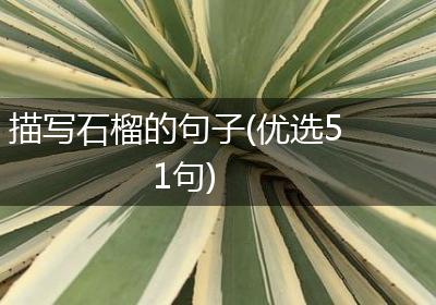 描写石榴的句子(优选51句)