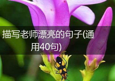 描写老师漂亮的句子(通用40句)