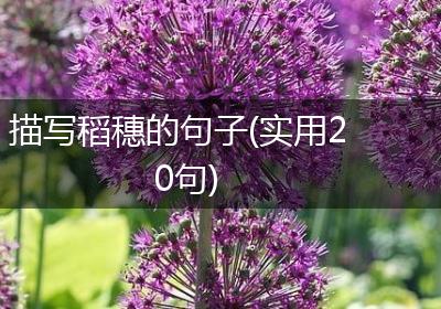 描写稻穗的句子(实用20句)