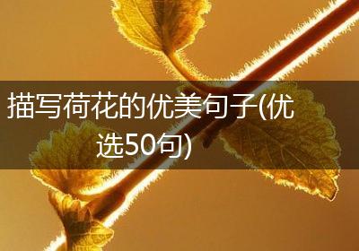 描写荷花的优美句子(优选50句)