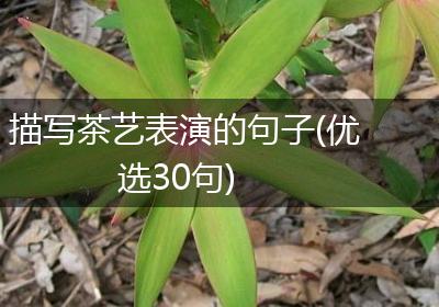 描写茶艺表演的句子(优选30句)
