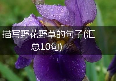 描写野花野草的句子(汇总10句)