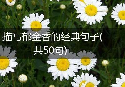 描写郁金香的经典句子(共50句)