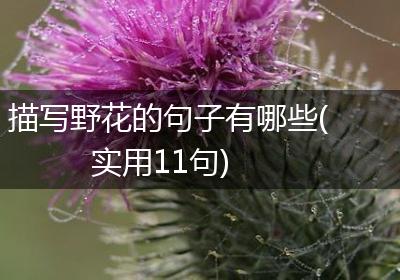 描写野花的句子有哪些(实用11句)