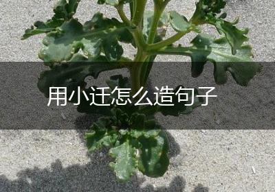 用小迁怎么造句子