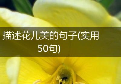描述花儿美的句子(实用50句)