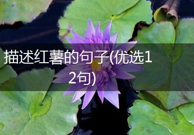 描述红薯的句子(优选12句)