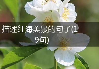 描述红海美景的句子(19句)