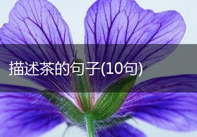 描述茶的句子(10句)