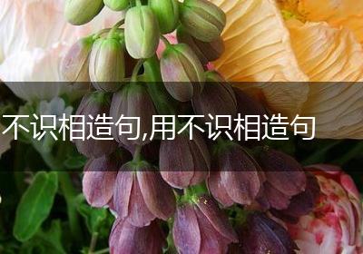 不识相造句,用不识相造句