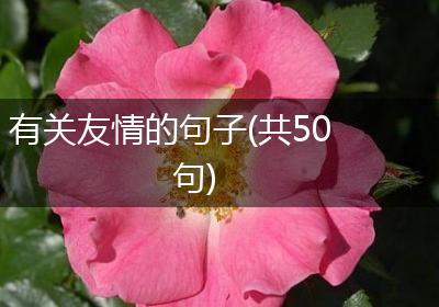 有关友情的句子(共50句)