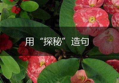 用“探秘”造句