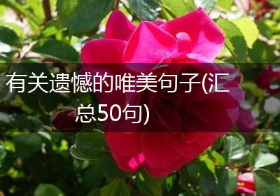 有关遗憾的唯美句子(汇总50句)