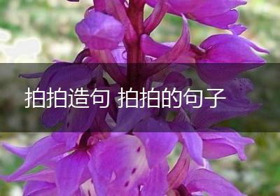 拍拍造句 拍拍的句子