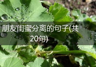 朋友闺蜜分离的句子(共20句)
