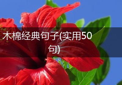 木棉经典句子(实用50句)