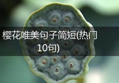 樱花唯美句子简短(热门10句)