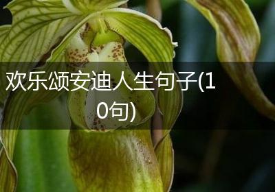 欢乐颂安迪人生句子(10句)