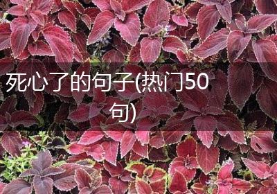 死心了的句子(热门50句)