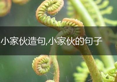 小家伙造句,小家伙的句子