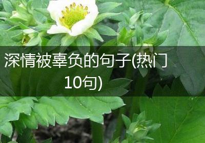 深情被辜负的句子(热门10句)