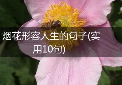 烟花形容人生的句子(实用10句)