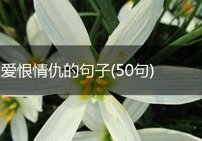 爱恨情仇的句子(50句)