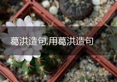 葛洪造句,用葛洪造句