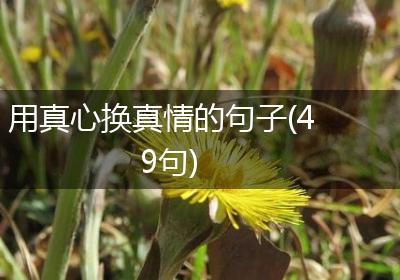 用真心换真情的句子(49句)