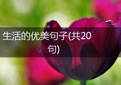 生活的优美句子(共20句)