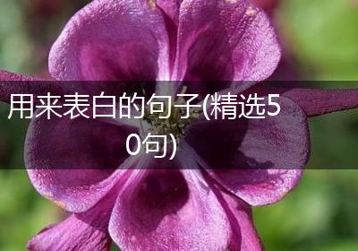 用来表白的句子(精选50句)