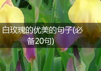 白玫瑰的优美的句子(必备20句)
