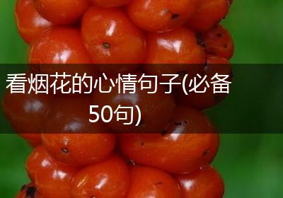 看烟花的心情句子(必备50句)