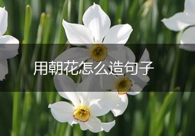 用朝花怎么造句子