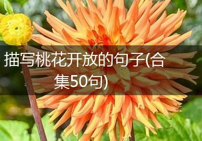 描写桃花开放的句子(合集50句)