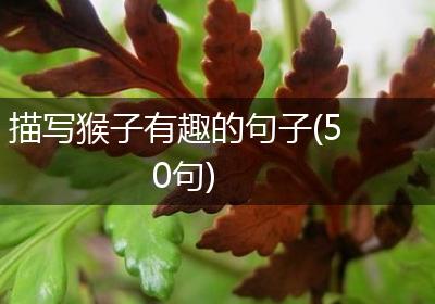 描写猴子有趣的句子(50句)