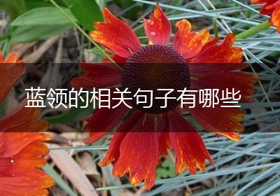 蓝领的相关句子有哪些