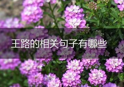 王路的相关句子有哪些