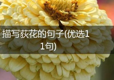 描写荻花的句子(优选11句)