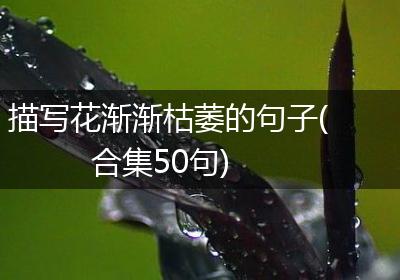 描写花渐渐枯萎的句子(合集50句)