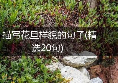 描写花旦样貌的句子(精选20句)