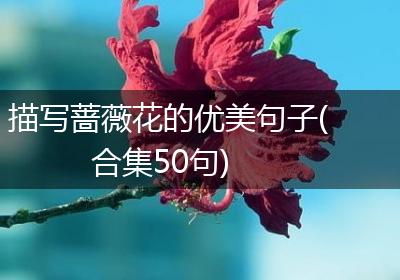 描写蔷薇花的优美句子(合集50句)