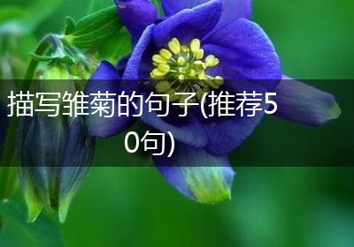 描写雏菊的句子(推荐50句)